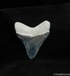 Inch Bone Valley Megalodon Tooth #548-1